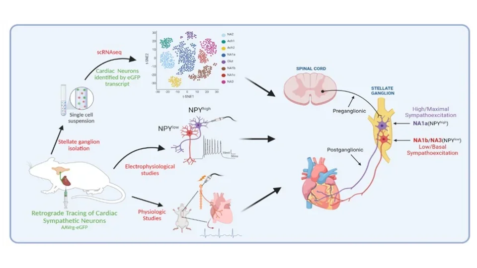 Diagram illustrating different cardiac sympathetic neurons in the stellate ganglion as they influence levels of heart sympathetic activity.