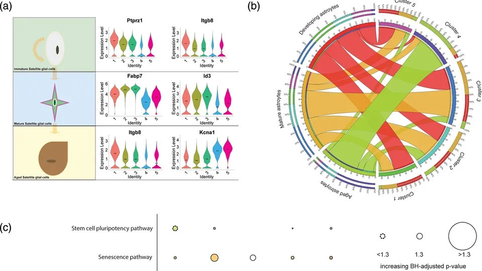 Analysis of gene expression and pathway activity across immature, mature, and aged satellite glial cells.