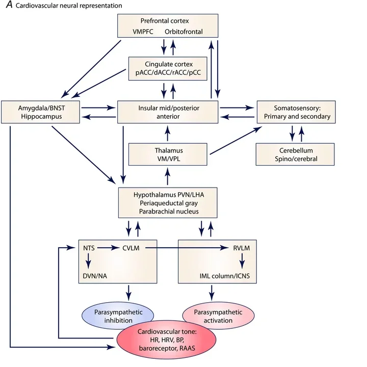 Illustration of brain processing cardiovascular signals.