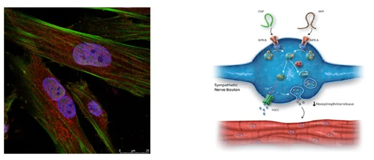  Cardiac cells with fluorescent labeling (left) and a diagram of sympathetic nerve signaling at the synapse (right).