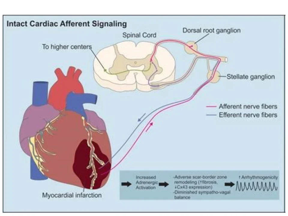 Figure demonstrating intact cardiac afferent signaling.